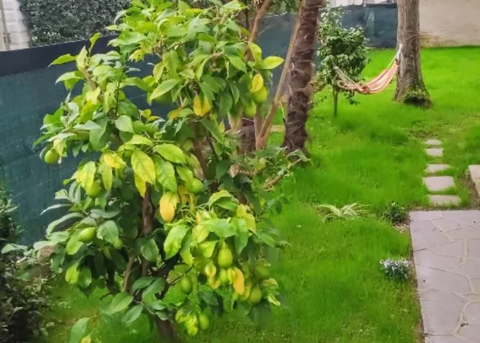 فيلة Oscars Taino